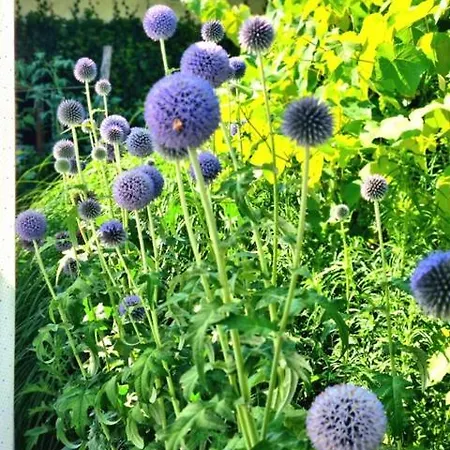 Bed & Breakfast Casa Cambini